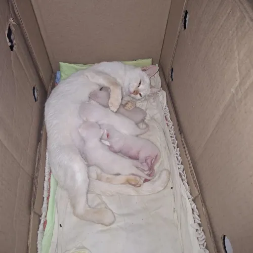 Lindos gatinhos pra adoção