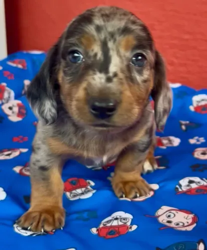 Filhotes lindos e disponível- Dachshund pelo longo