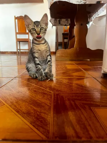 Gatinhos
