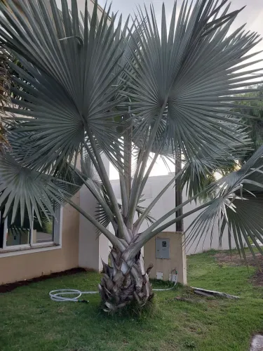 Palmeira Azul (Bismarckia nobilis) ? Beleza Exótica para Seu Jardim