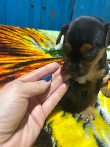 Vendo pinscher fêmea 1