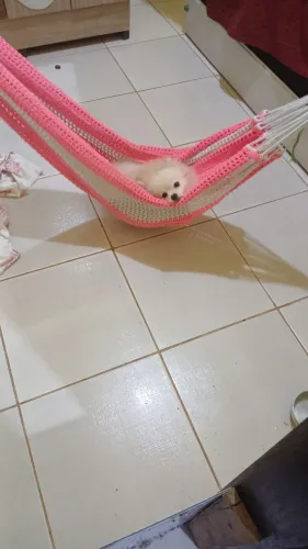 Spitz fêmea quer namorado