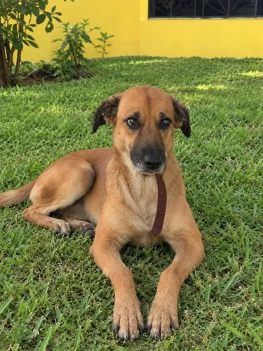 Doação Pet