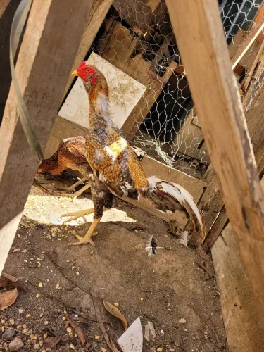 Carijo de respeito