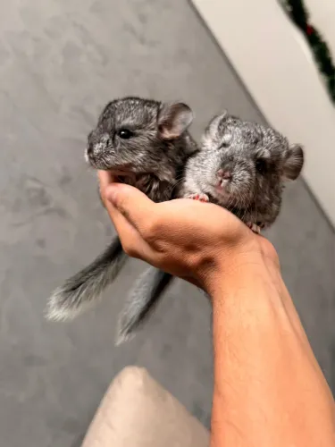 Filhotes Chinchila