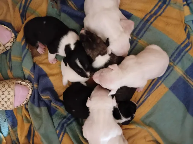 Vendo Filhote de Bull terrier