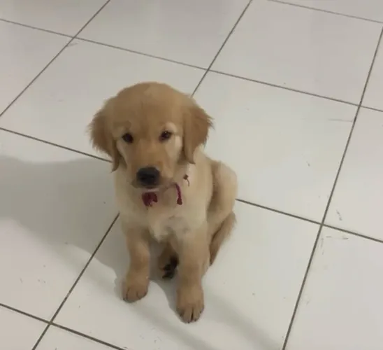 Golden retrivier (fêmea )