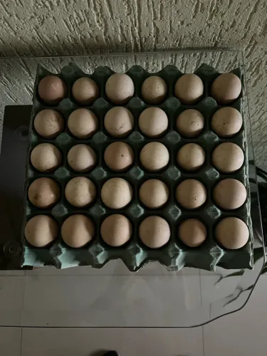 Ovos Galados Cocá