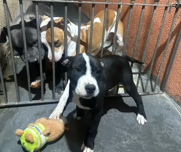 Filhote de pitbull com American Bully 