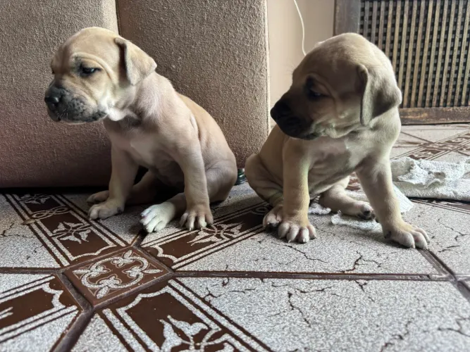 FILHOTE DE FILA BRASILEIRO