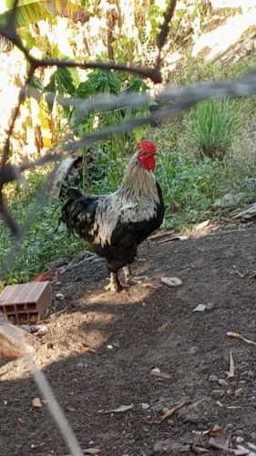 Vendo este Galo