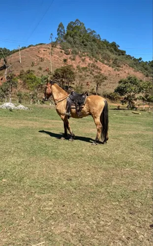 Cavalo manso e treinado 