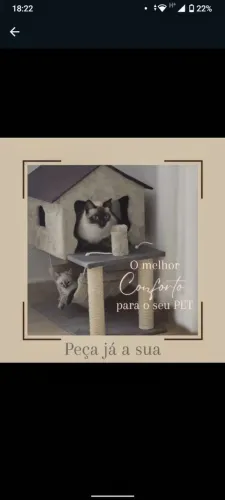 Casinhas de gato