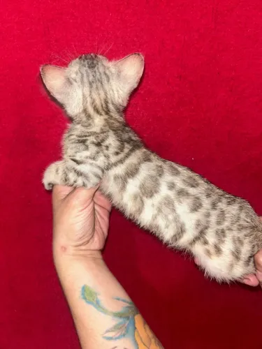 Gato Bengal Macho