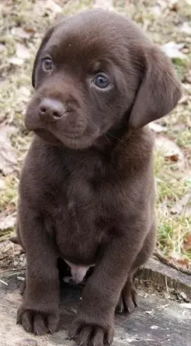 Filhote de Labrador Chocolate Com Muito Charme e Companheirismo