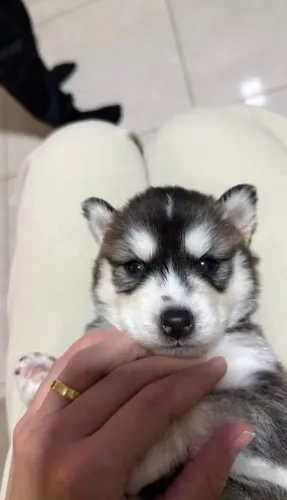 Doação husky siberiano URGENTE