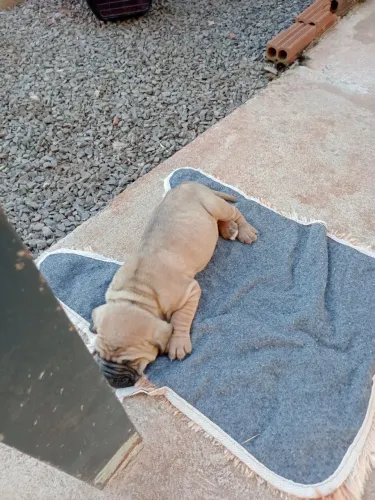 Fila brasileiro
