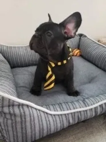 Bulldog frances filhotes fofos