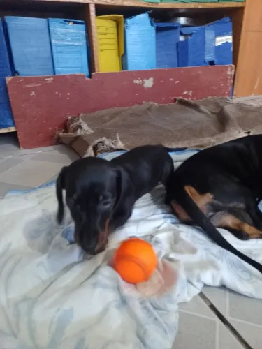 Cachorro Salsicha. 