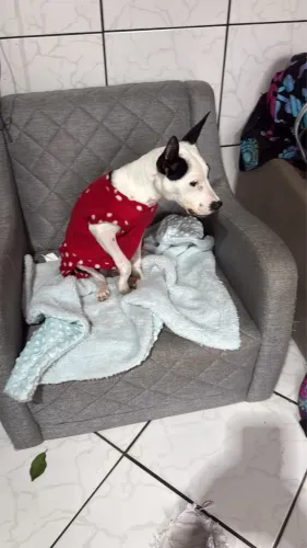 Pitbull 5 meses para adoção responsável 
