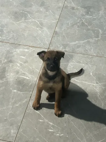 Pastor belga Malinois 