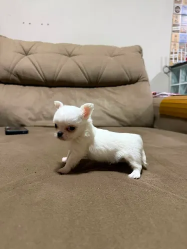 Filhote de chihuahua macho pelo longo