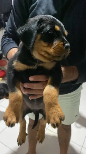 Rottweiler raça pura fêmea
