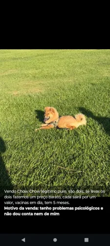 Vendo Chow Chow legítimo puro