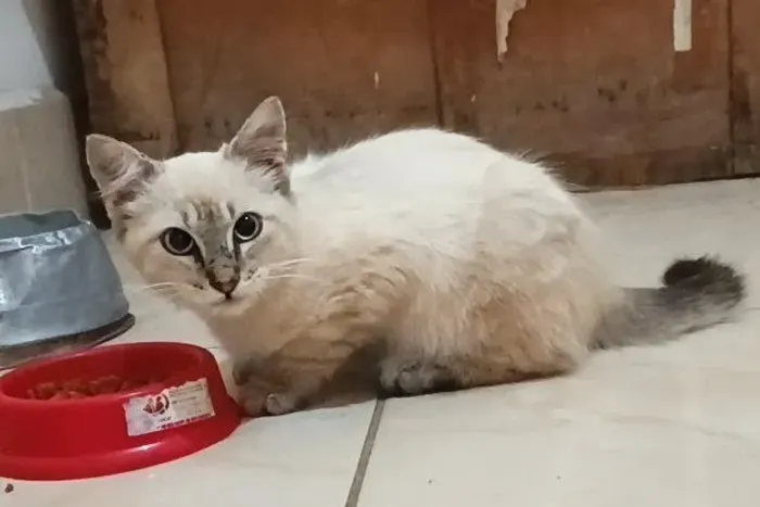 Gatinho para adoção responsável 