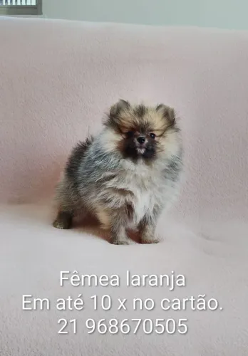 Fêmea Spitz Alemão anão