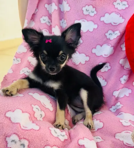 Chihuahua