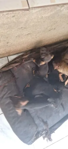 Cachorro para doação responsável 