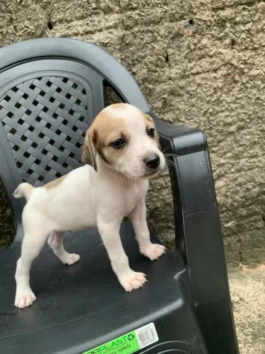 Cachorro Para Adoção responsável