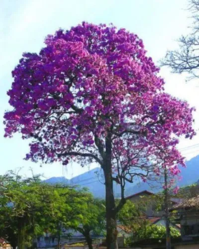 Varias mudas de árvore ipê roxo e mudas de limão siciliano, 30 reais cada muda