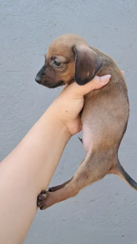 Dachshund Macho Caramelo