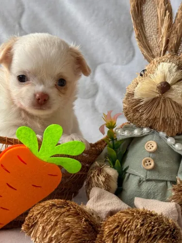 Machinhos de Chihuahua. Um encanto para sua Páscoa!