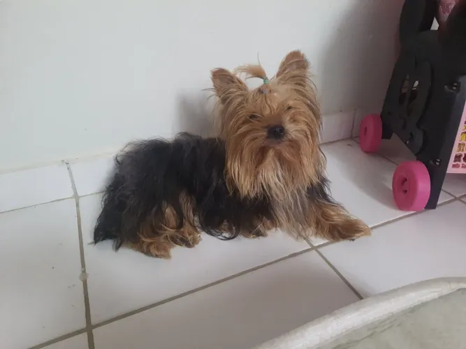 Yorkshire Terrier 