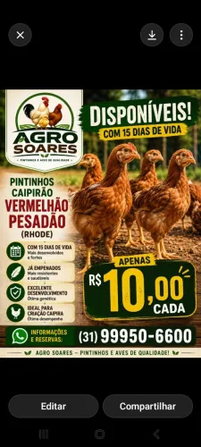 Pintinhos 