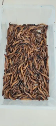 Tenébrio Gigante 
