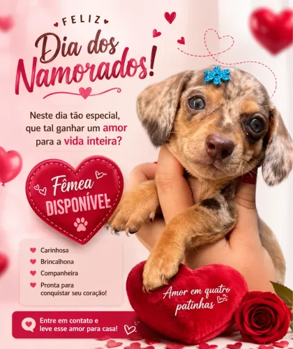 Dachshund Arlequim chocolate 
