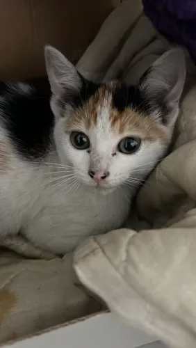 Gatinha fêmea 4/5 meses tricolor
