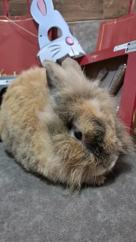 Doação Mini Coelho - Mini Lion Head