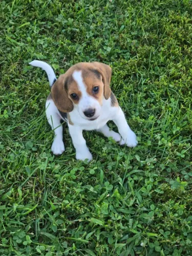 Beagle Filhote Cheio de Energia e Alegria