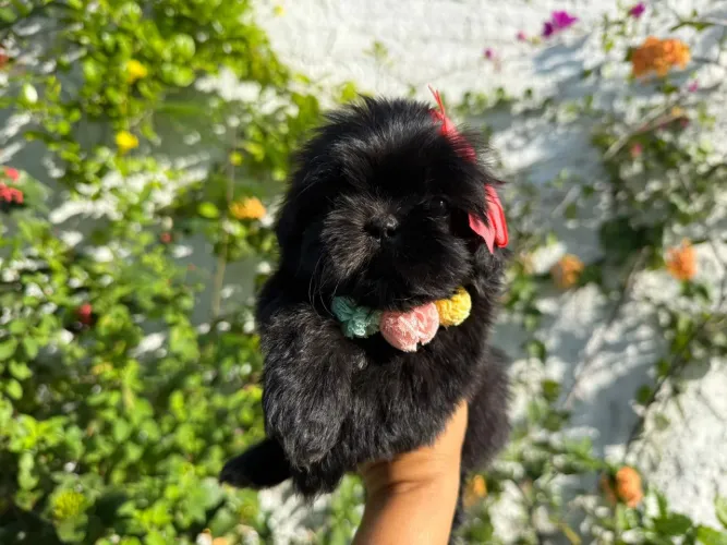 Shitzu Black