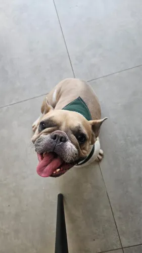 Buldogue francês fêmea pura disponível para cruzamento