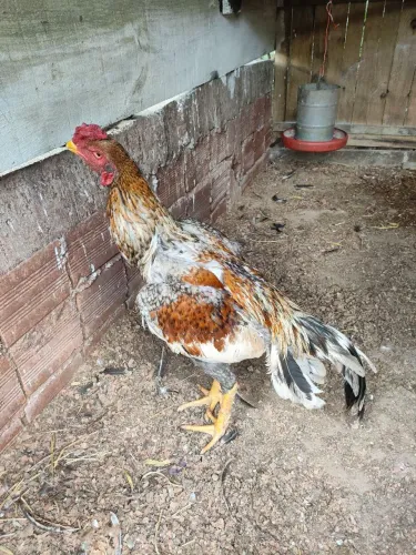 Galo índio