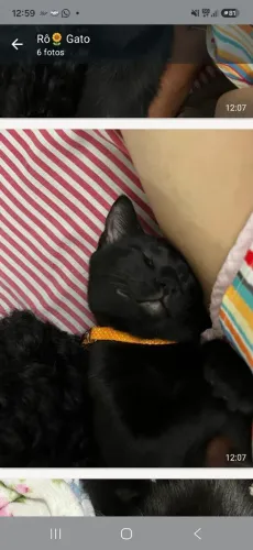 Doacao gatinha filhote