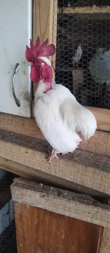 Galinha