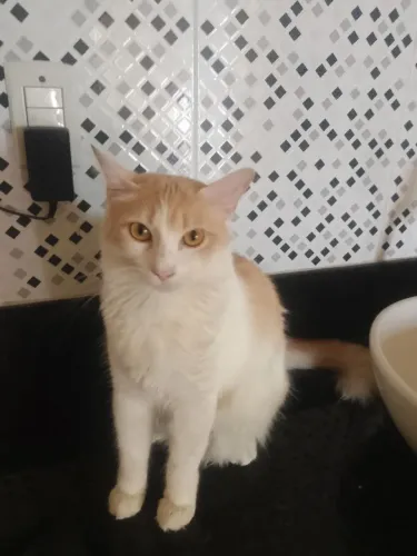 A gata mais bonita de Aracaju