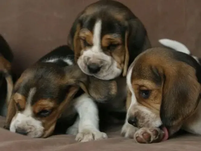 Filhote de Beagle o pequeno companheiro que faz cada passeio ser especial